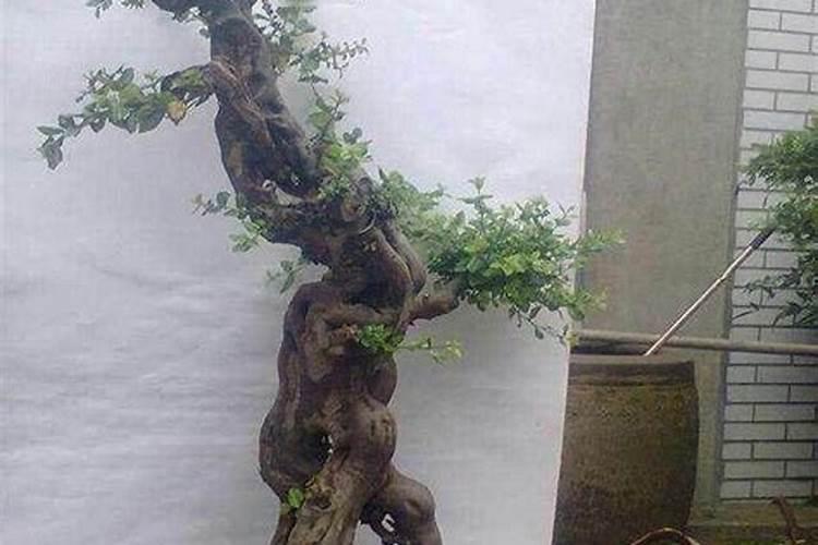 清香木下山桩怎么养护