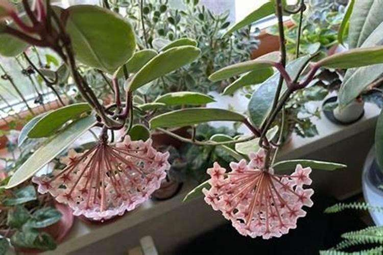 含钙液体肥能和氮磷钾水溶肥一起用吗？