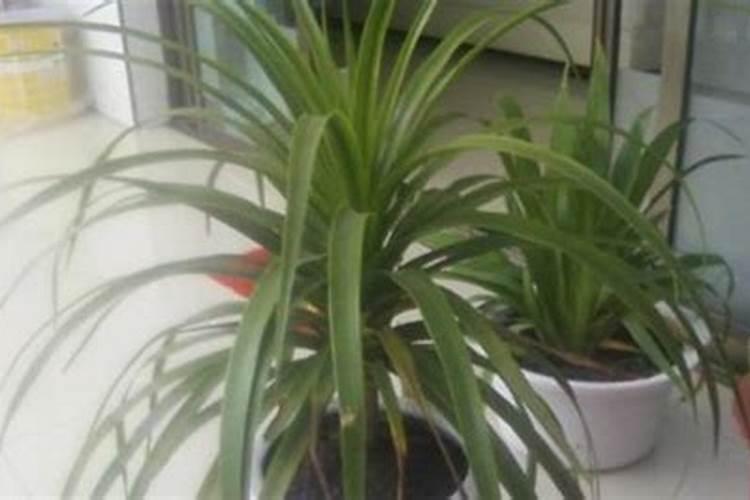 磷钾肥能不能和补钙肥混合用？