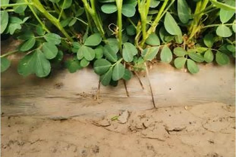 花生喷施钙肥最佳时间 什么时候使用合适