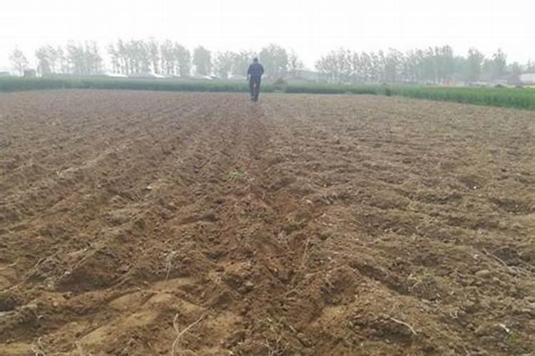 花生出苗多久可以施肥