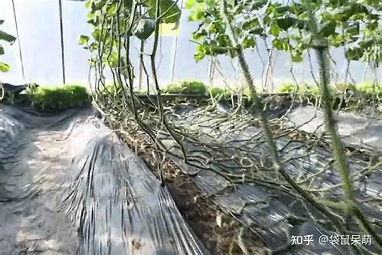 黄瓜的需肥规律总结绿 黄瓜怎么施肥