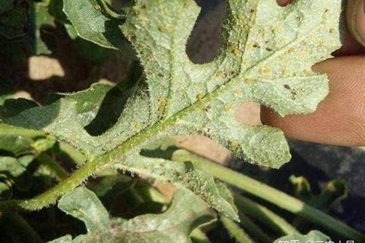 掺混肥国家检测标准