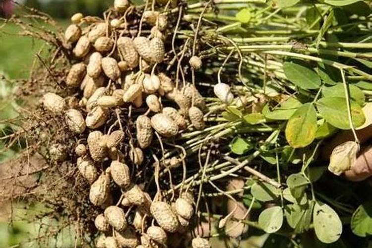 农作物吸收磷肥最多是什么 花生为什么需要磷肥