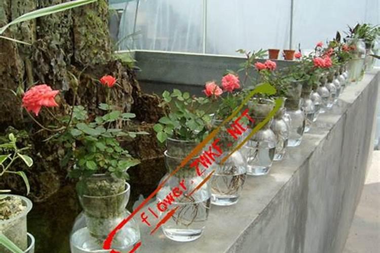 月季日常需要哪些肥料