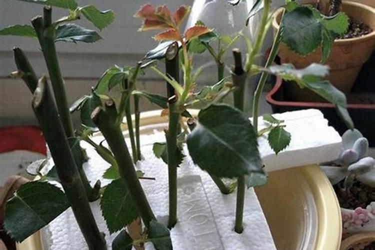 月季什么时候施钾肥