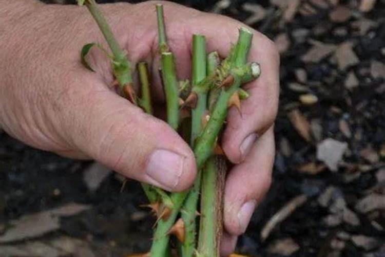 月季花用什么肥料最佳