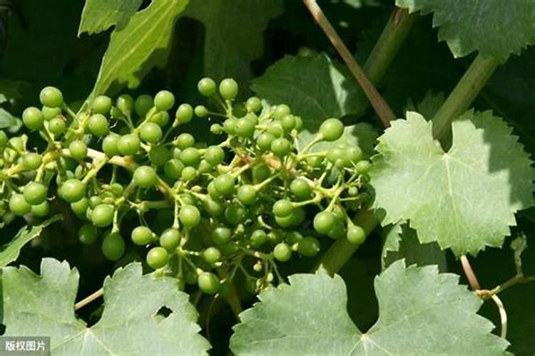 适量硼肥是每亩施多少斤硼肥