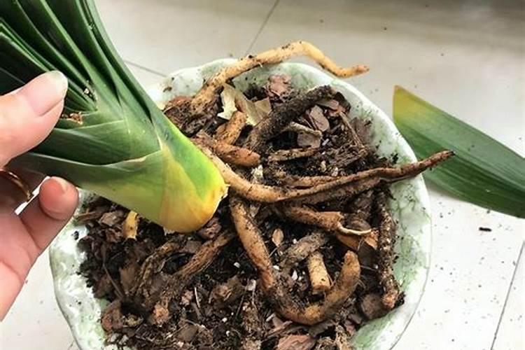 厨余垃圾水溶肥的制作与使用