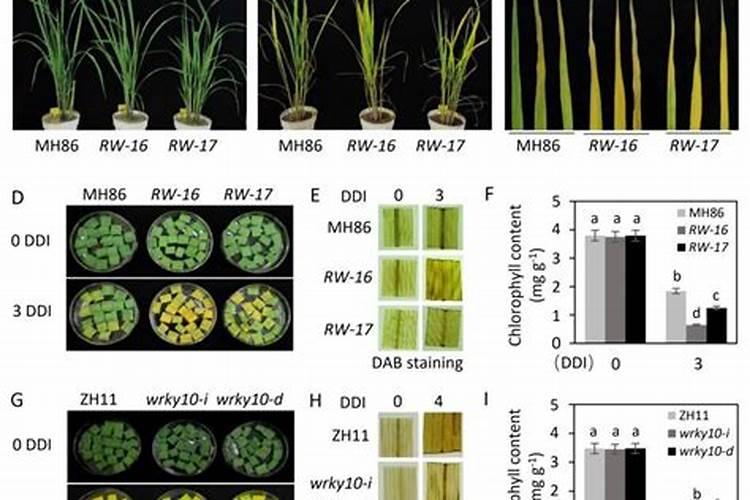 什么叶面肥最好 叶面肥哪个好