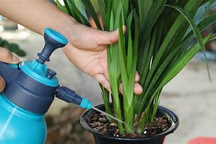 磷酸二氢钾怎样浇兰花