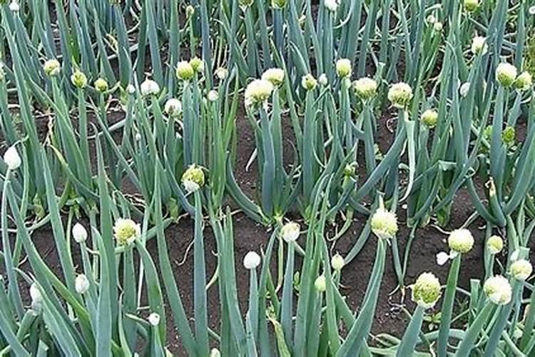 种草莓用什么肥料好呢