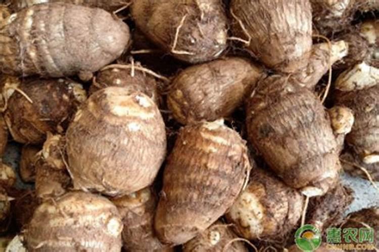 蔬菜出苗后怎样追肥