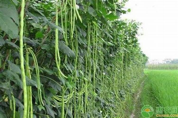 葡萄转色期能浇水吗