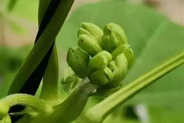 芸豆喜欢什么叶面肥