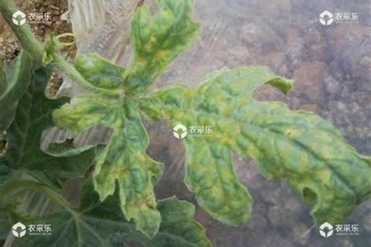 蔬菜叶面肥什么品牌好？叶面肥价格多少钱？叶面肥什么时候打好？