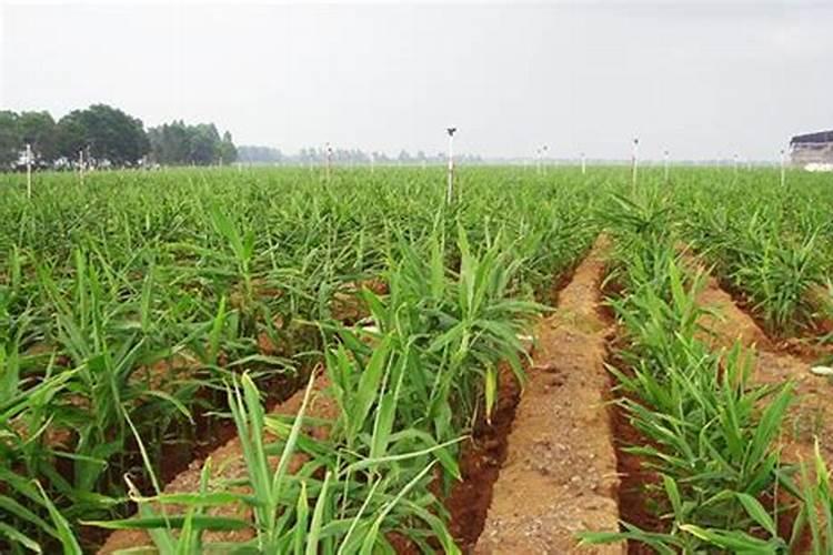 海芋叶插花瓶能养多久