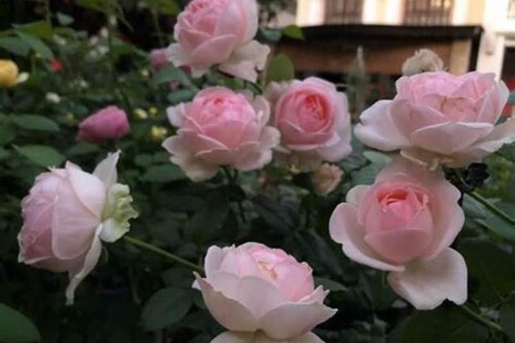 3月底月季花常见问题与处理方法