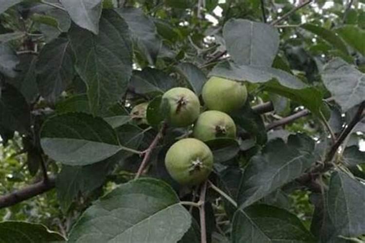 苹果幼果期打什么药