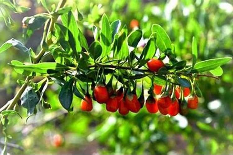 枸杞用什么肥料最好 ？枸杞打什么叶面肥好？枸杞生根用什么肥料好