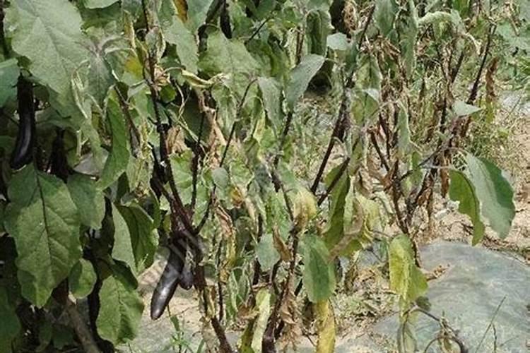 茄子叶面发黄什么原因？