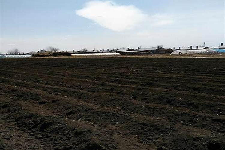 砂礓黑土种植要求