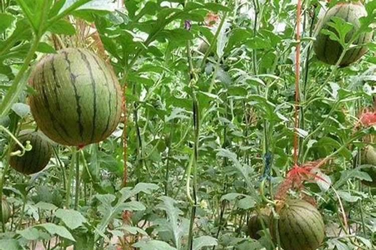 水养富贵竹怎么养才能生根快？