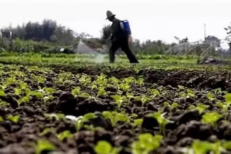 桃树花前花后打药技巧桃树花前花后打药技巧有哪些