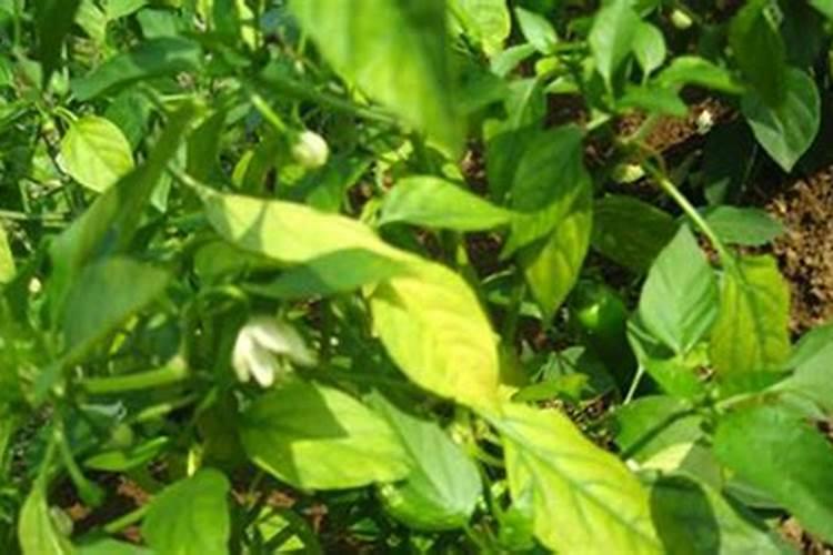 苹果树使用水溶肥追肥,使用施肥枪效果是不是最好的？