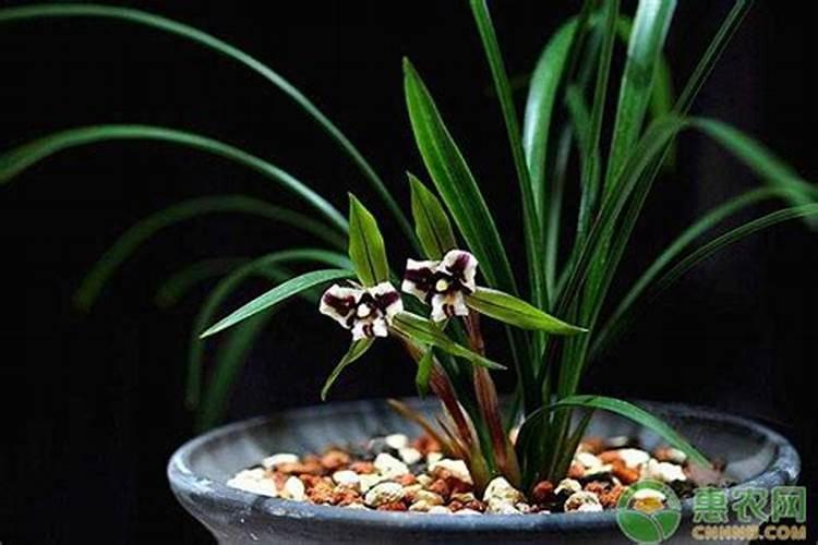 春兰的养殖方法和注意事项
