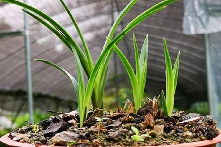 春兰施什么肥最好