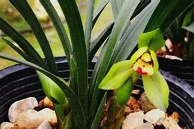 春季兰花怎么种植？