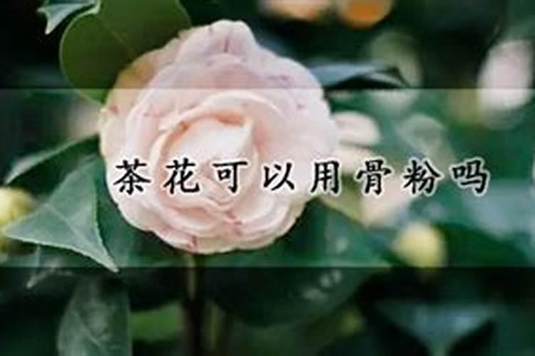 骨粉是磷肥还是钾肥