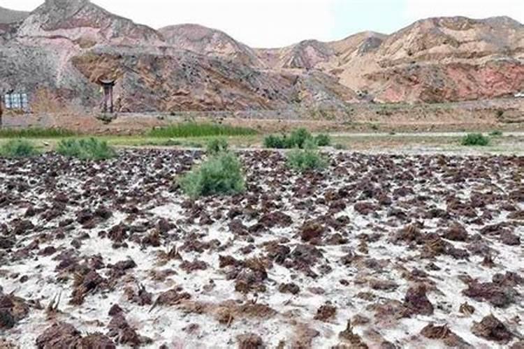 沙质土壤板结如何改良