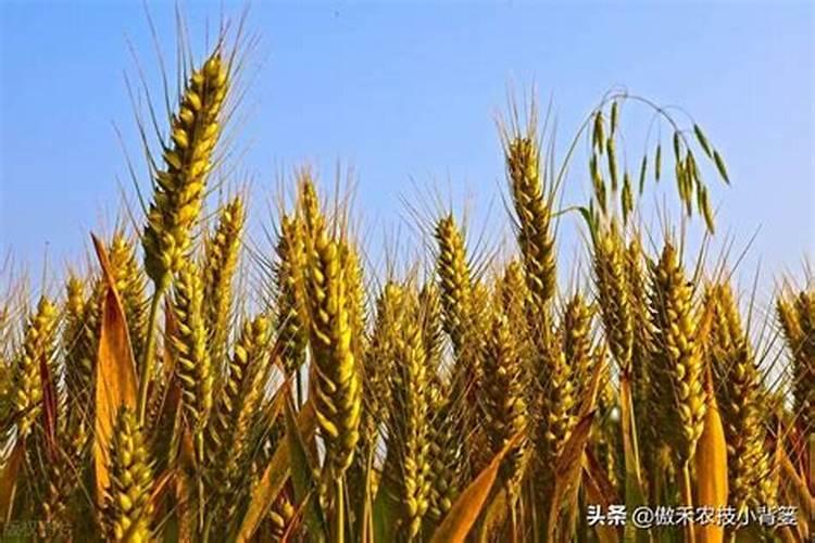 小麦打什么叶面肥增产