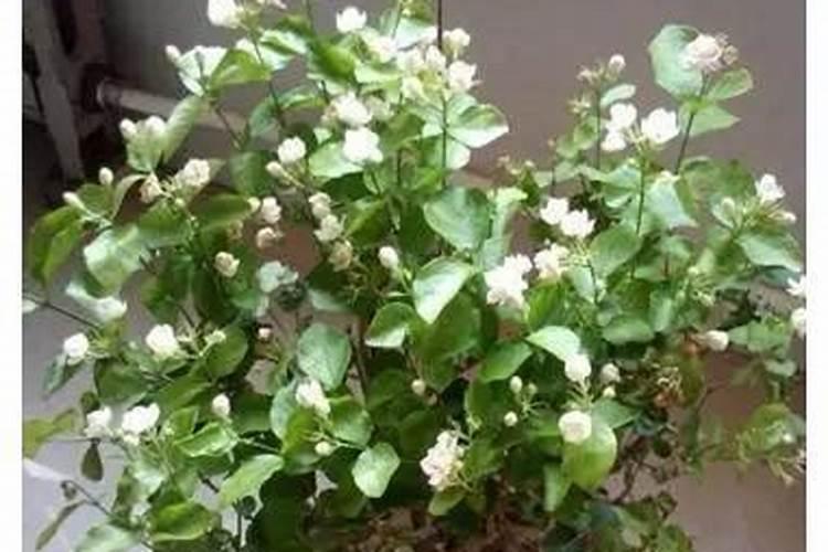 施肥过多和肥料不足导致节节高叶子发黄怎么办？