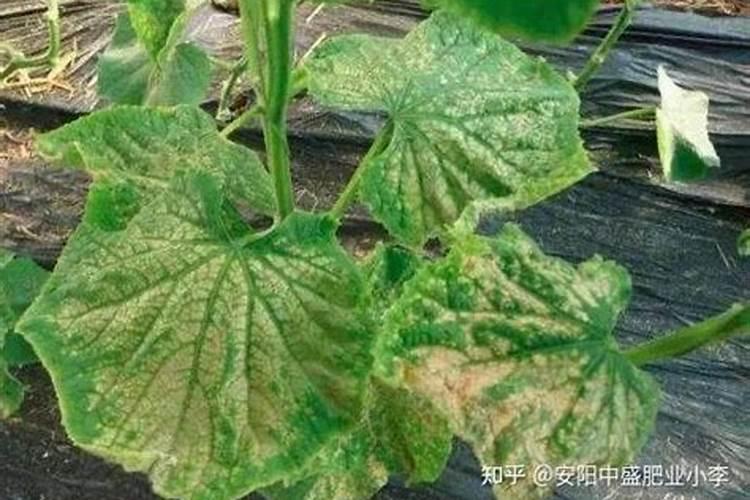 怎样判断购买的花多多肥料是正品