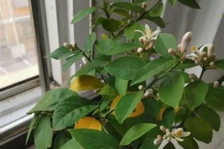 今年华北地区夏玉米地里的蓟马,用什么农药防治最好,请专家指导百度知 ...