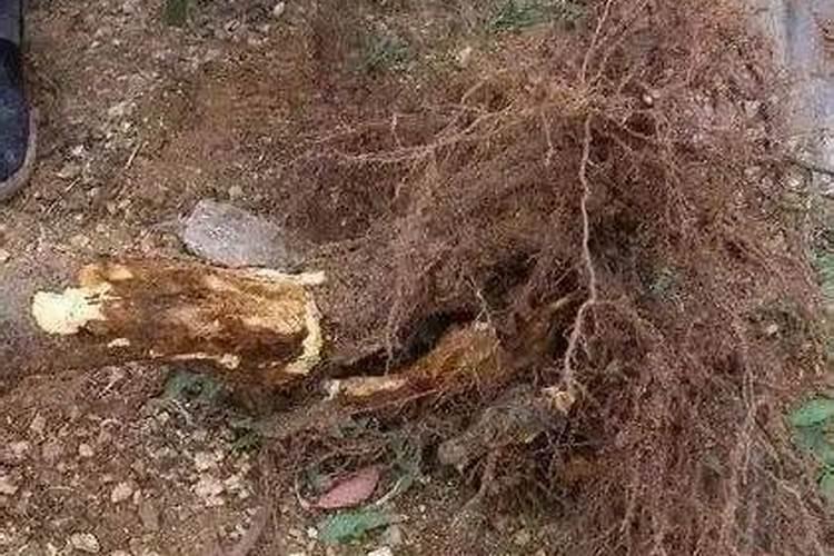 四季杜鹃的养殖方法