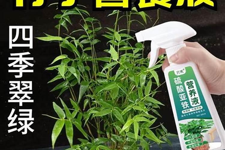 米竹叶子卷曲怎么办呢