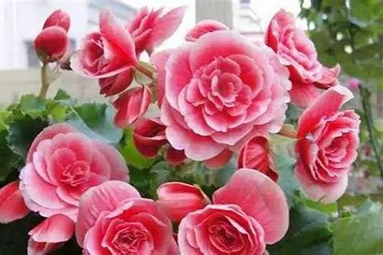 是否有一种可以用牛奶或者鱼类蛋白来解毒的剧毒沉淀物..？