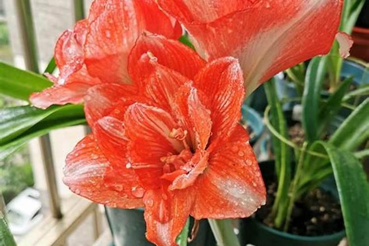 桂花最怕什么肥料？