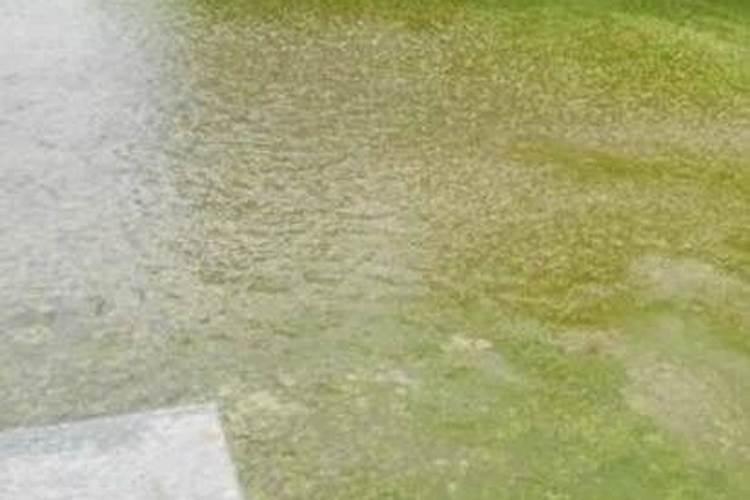 南美白对虾养殖水体的15项指标是什么？