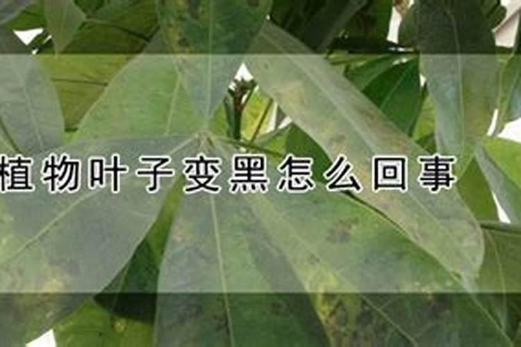 金钱树叶子变黑变干是什么原因