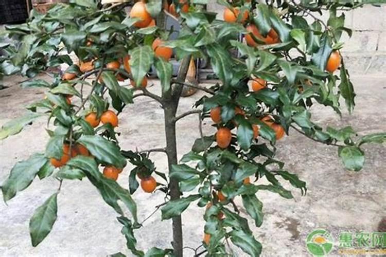 朱顶红用奥绿318还是325