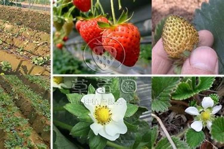 草莓滴灌钙肥一亩多少斤？