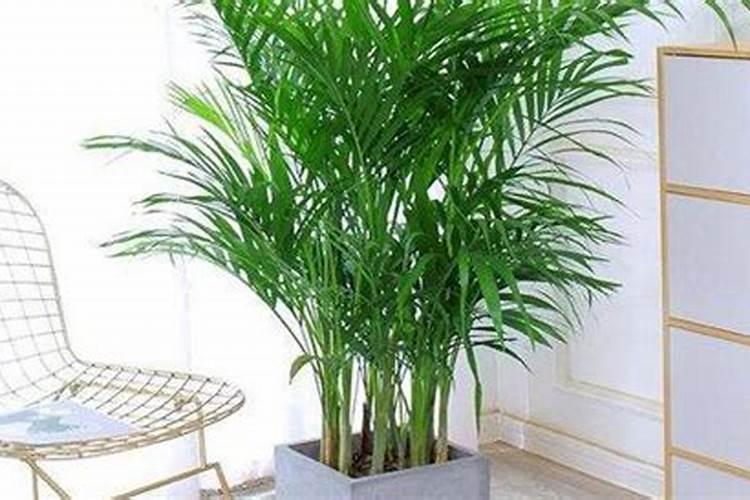 凤尾竹怎么施肥