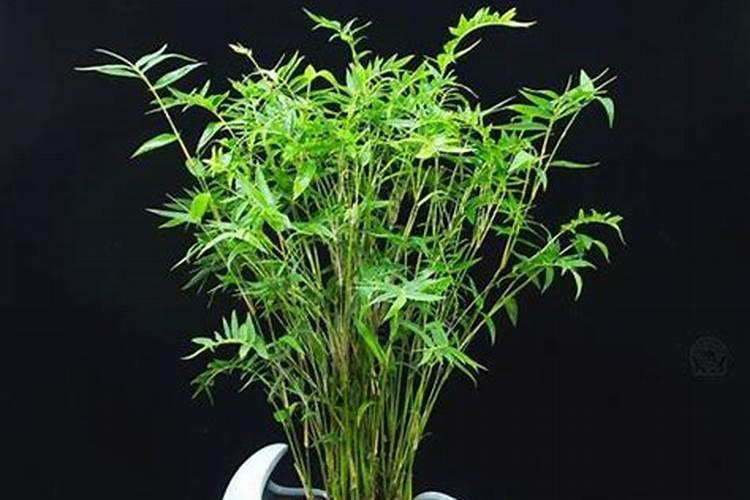 凤尾竹怎么施肥