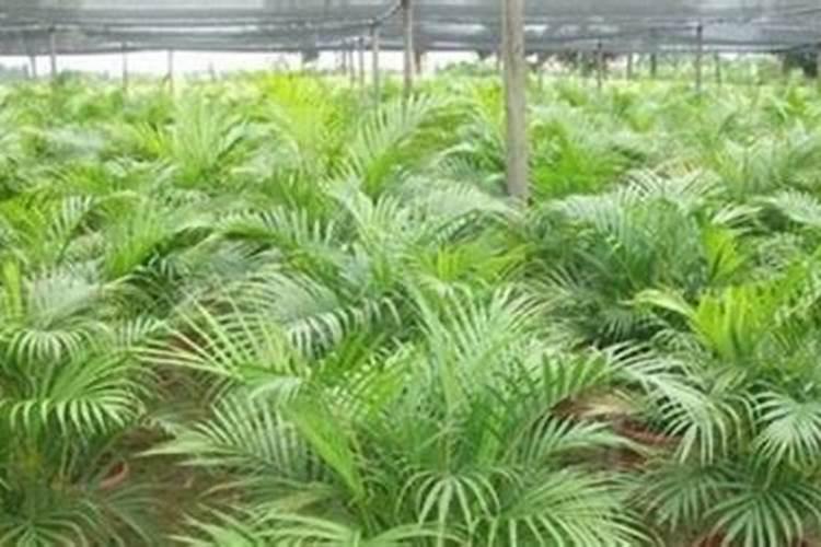 凤尾竹怎么施肥