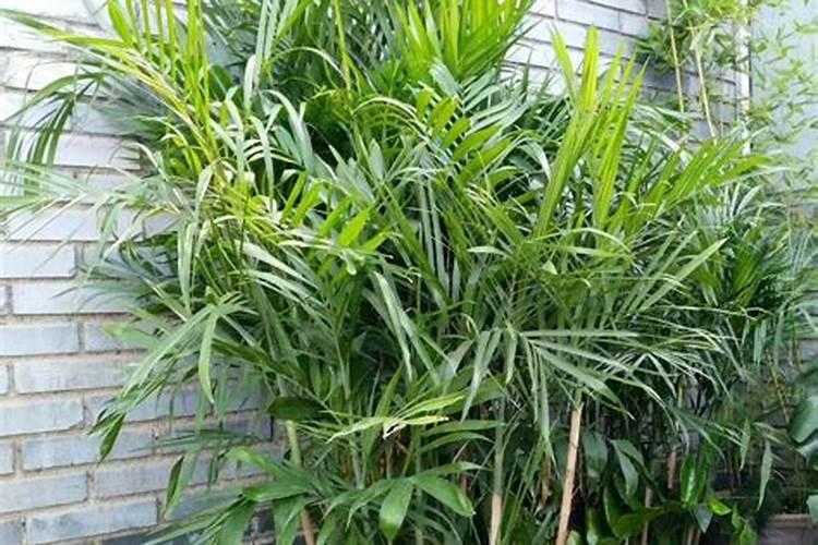 凤尾竹的施肥方法(凤尾竹的施肥技巧,如何科学养护,让竹子绿意盎然)百度...